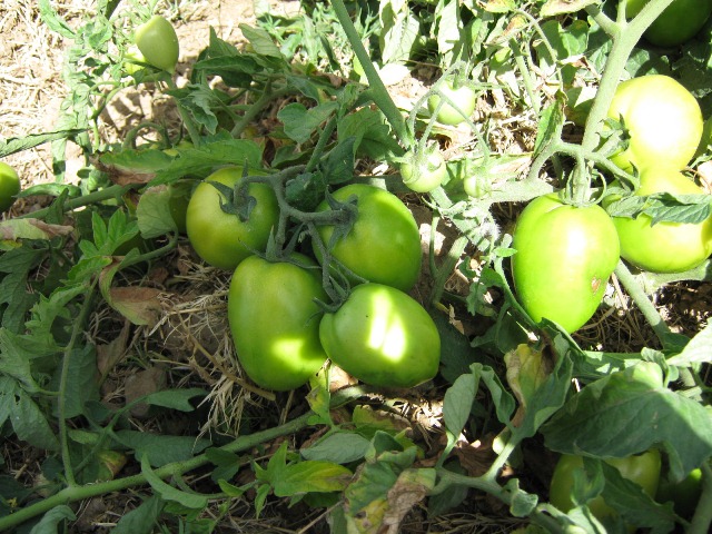 Determinate tomato 820-065 p1